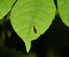 Mathildana newmanella