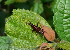 Agriorrhynchus klapperichi