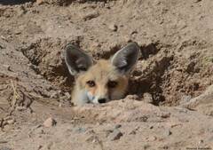 Vulpes vulpes barbara