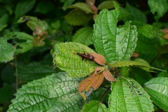 Agriorrhynchus klapperichi