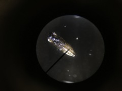 Porphyrosela minuta