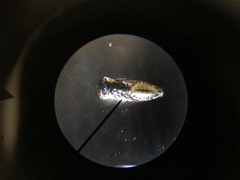 Porphyrosela minuta