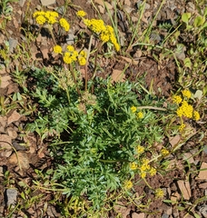 Lomatium cous