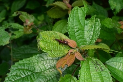 Agriorrhynchus klapperichi