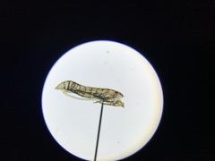 Porphyrosela minuta