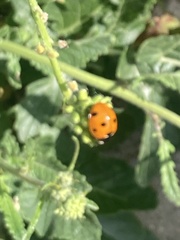 Coccinella septempunctata