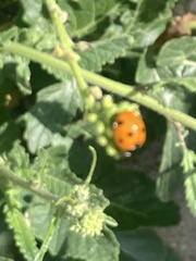 Coccinella septempunctata