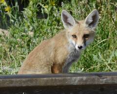 Vulpes vulpes barbara
