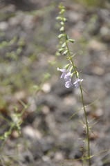 Stachys angustifolia