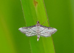 Marasmia trapezalis