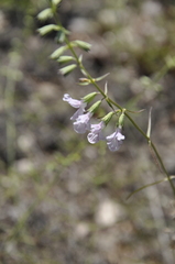 Stachys angustifolia