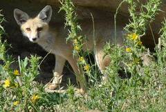 Vulpes vulpes barbara