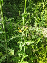 Sonchus palustris