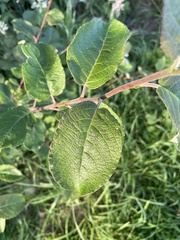 Salix caprea