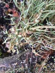 Cladonia maxima