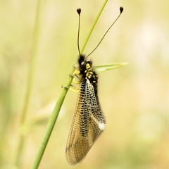 Libelloides hispanicus