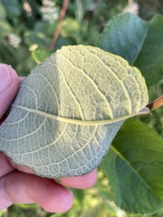 Salix caprea