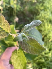 Salix caprea