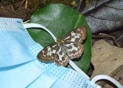 Abraximorpha davidii