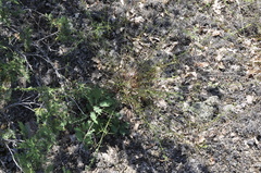 Stachys angustifolia
