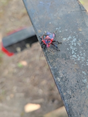 Alcaeorrhynchus grandis