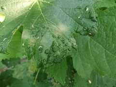 Colomerus vitis