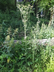 Sonchus palustris