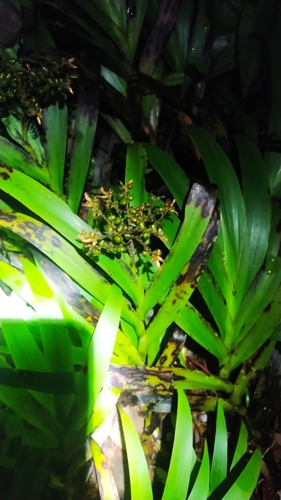 Schiekia silvestris (Schiekia silvestris)