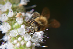 Apis mellifera