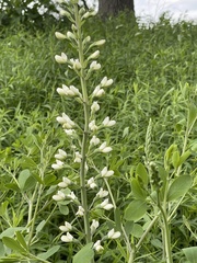 Baptisia alba macrophylla