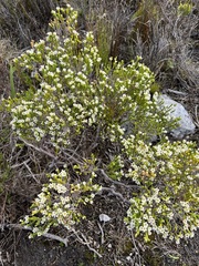 Diosma guthriei