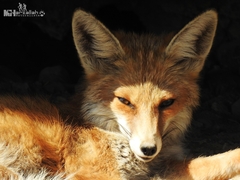 Vulpes vulpes barbara