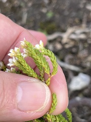 Diosma guthriei