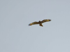 Buteo buteo