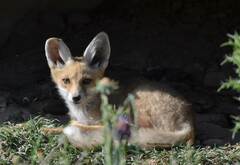 Vulpes vulpes barbara