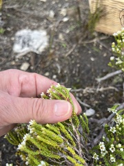 Diosma guthriei