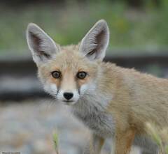 Vulpes vulpes barbara