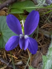 Viola sequeirae