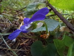 Viola sequeirae