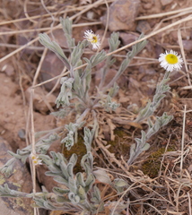 Erigeron concinnus