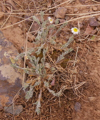 Erigeron concinnus