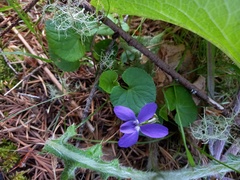 Viola sequeirae