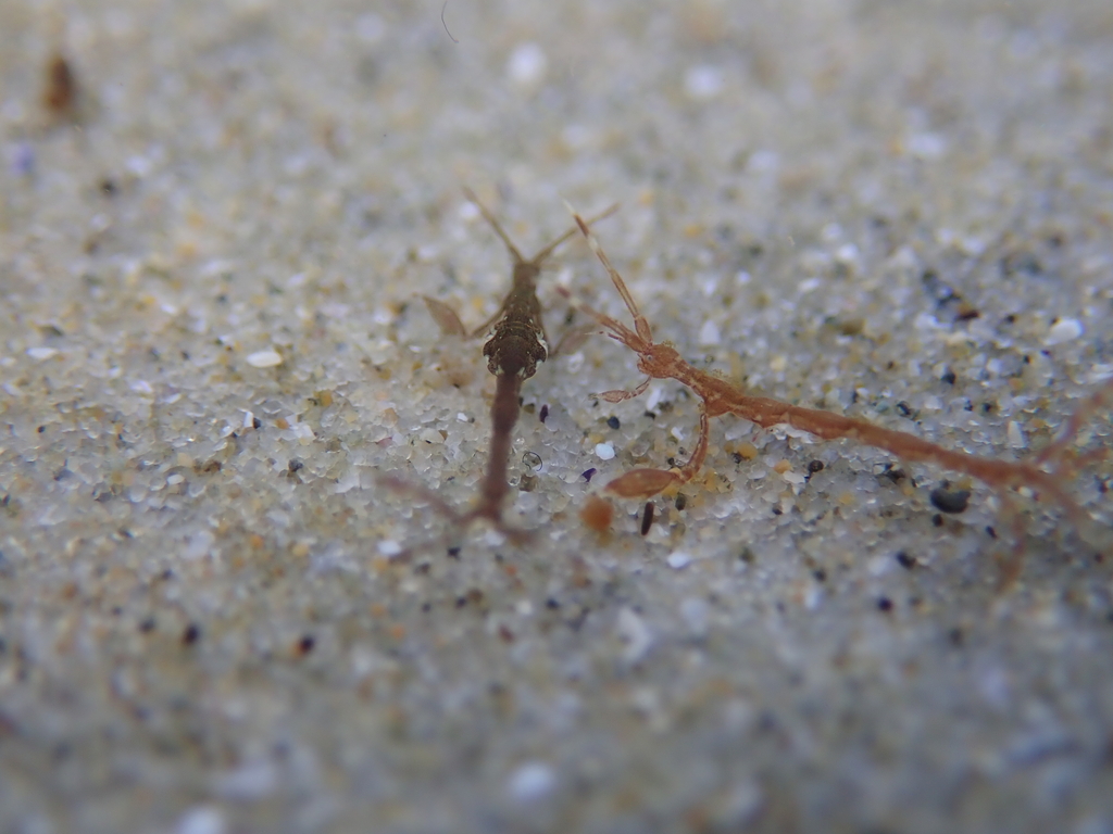Caprellina longicollis