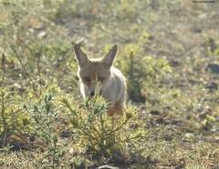 Vulpes vulpes barbara