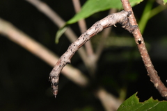 Gnophini