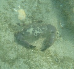 Menippe