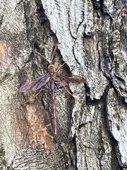 Megarhyssa macrurus icterosticta