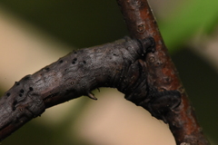 Gnophini
