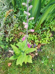 Digitalis purpurea