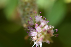 Lamiaceae